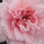 Roze - Nostalgische roos - Blush™ Winterjewel®